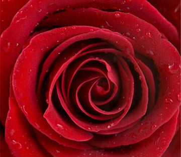 Red Flower 3 Wallpaper AJ Wallpaper 