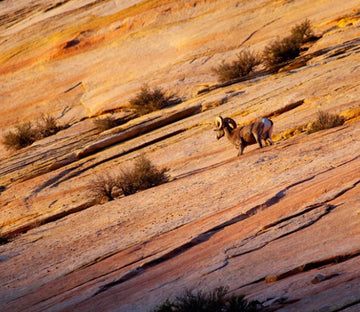 Wilderness Animal Wallpaper AJ Wallpaper 