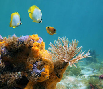 Underwater World 9 Wallpaper AJ Wallpaper 