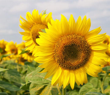 Beautiful Sunflowers Wallpaper AJ Wallpaper 