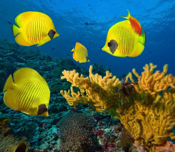 Underwater World 7 Wallpaper AJ Wallpaper 