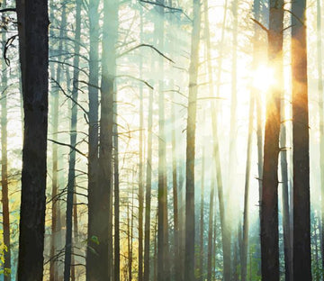 Forest Sunshine Wallpaper AJ Wallpaper 