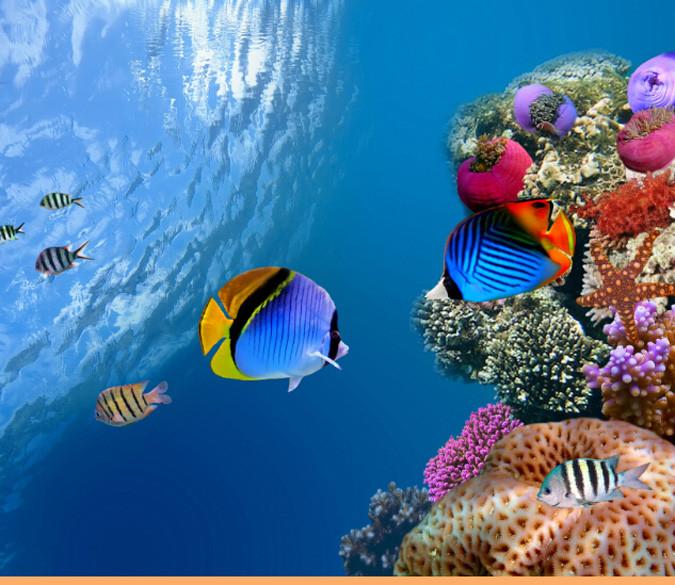 Underwater World 5 Wallpaper AJ Wallpaper 