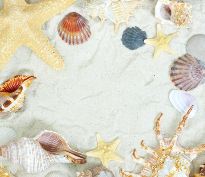 Starfish Conch Shells Wallpaper AJ Wallpaper 