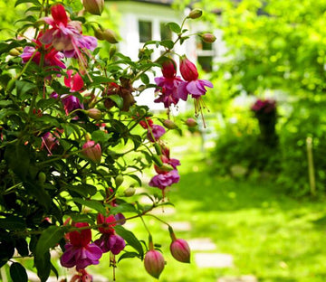 Flowers & Plant Wallpaper AJ Wallpaper 