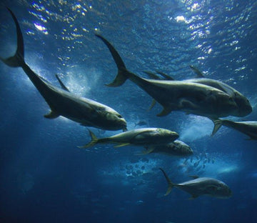 Deep Ocean Fishes Wallpaper AJ Wallpaper 