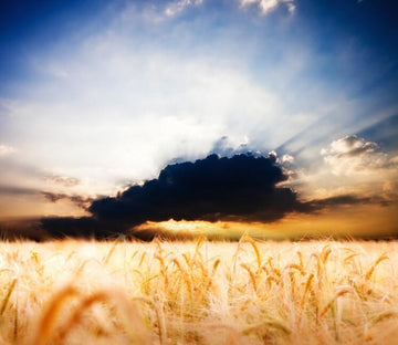 Wheat Field Wallpaper AJ Wallpaper 