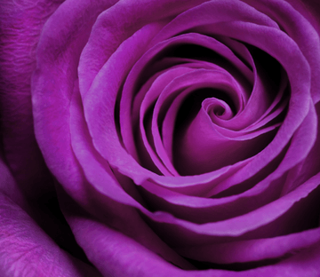 Purple Flower Wallpaper AJ Wallpaper 