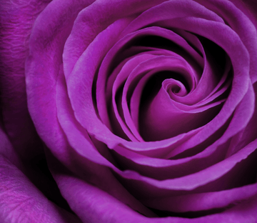 Purple Flower Wallpaper AJ Wallpaper 