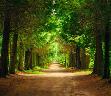 Forest Road 3 Wallpaper AJ Wallpaper 