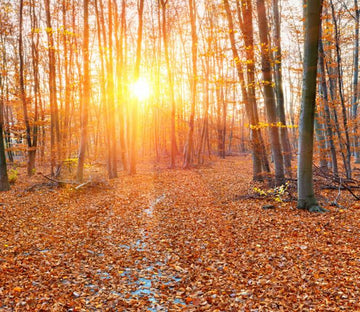 Forest Fallen Leaves Wallpaper AJ Wallpaper 