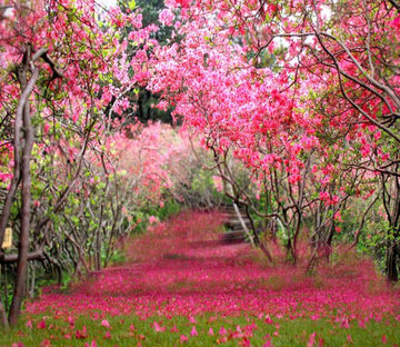 Bright Crape Myrtle Flowers Wallpaper AJ Wallpaper 