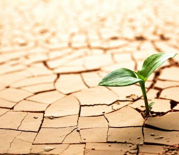 Hopeful Bud Wallpaper AJ Wallpaper 