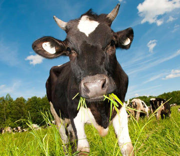 Eating Cows 2 Wallpaper AJ Wallpaper 