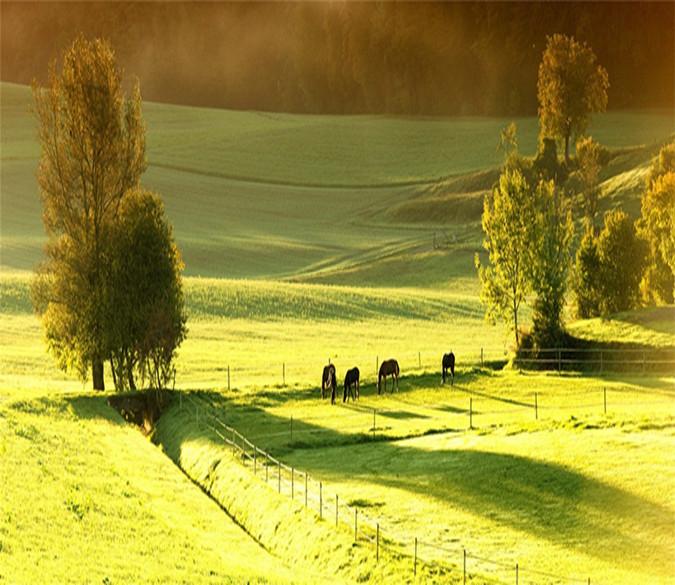 3D Fields Grassland 013 Wallpaper AJ Wallpaper 