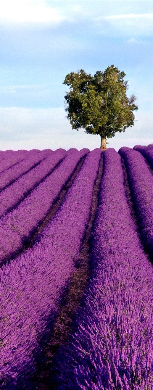 3D lavender field tree door mural Wallpaper AJ Wallpaper 