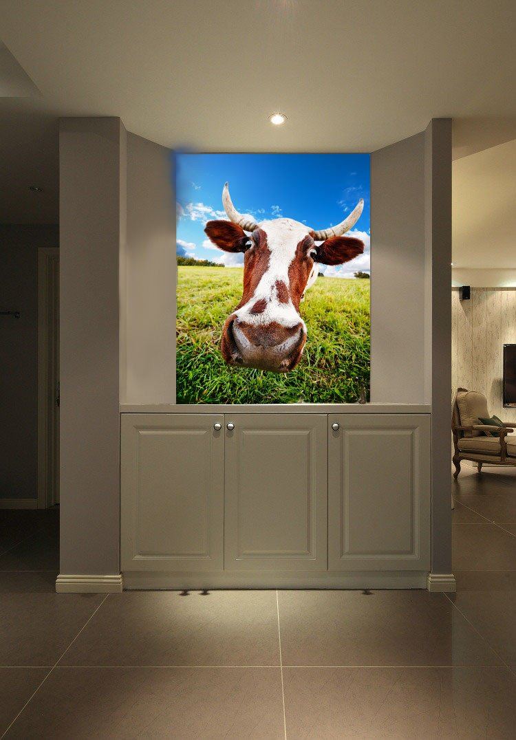 Funny Cattle Wallpaper AJ Wallpaper 