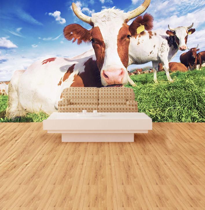 Resting Cattles Wallpaper AJ Wallpaper 