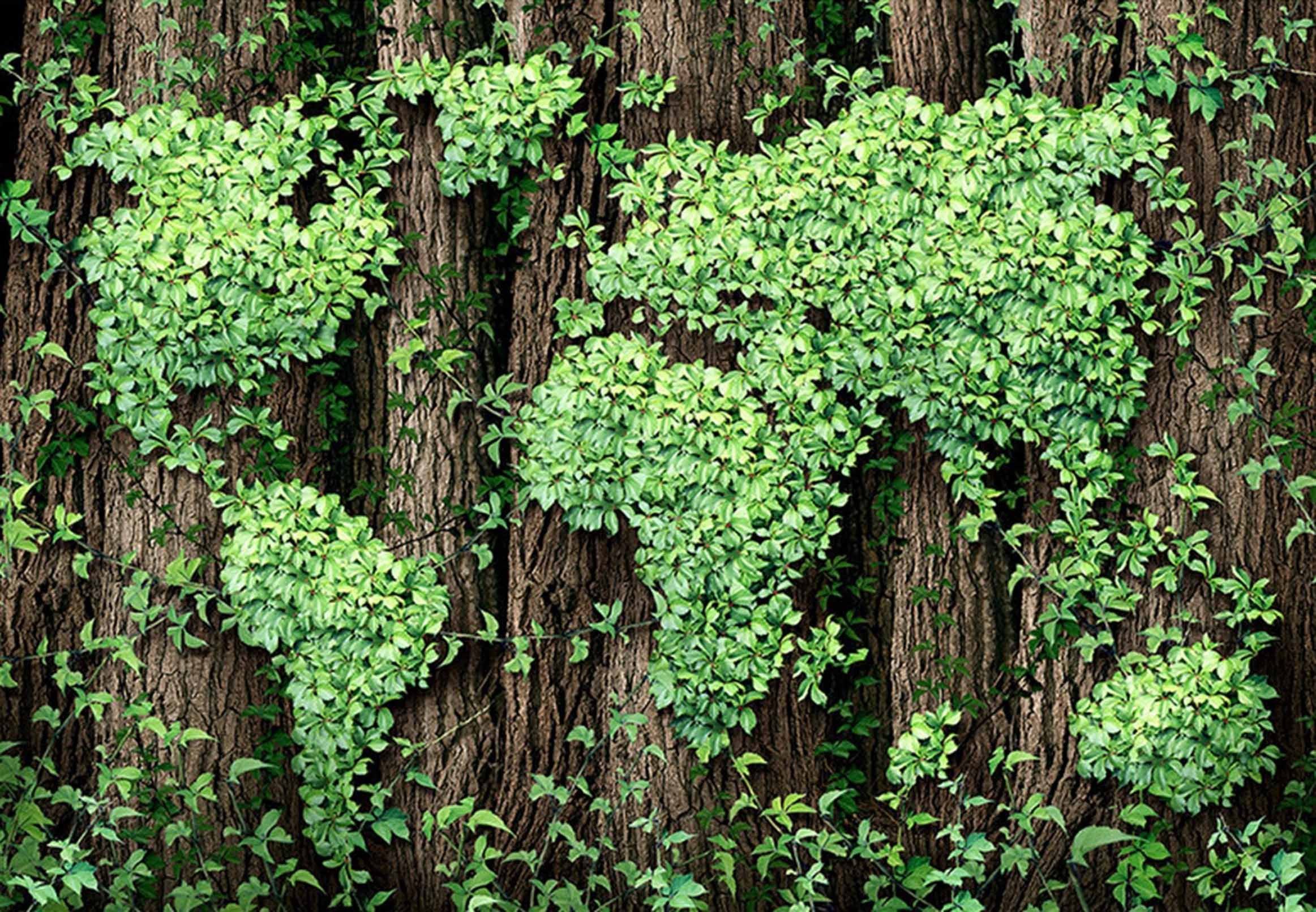 3D Tree Vine Word Map 46 Garage Door Mural Wallpaper AJ Wallpaper 