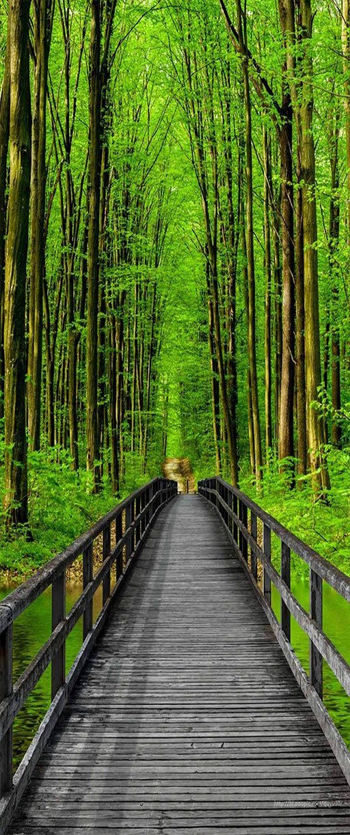 3D Tall tree bridge door mural Wallpaper AJ Wallpaper 