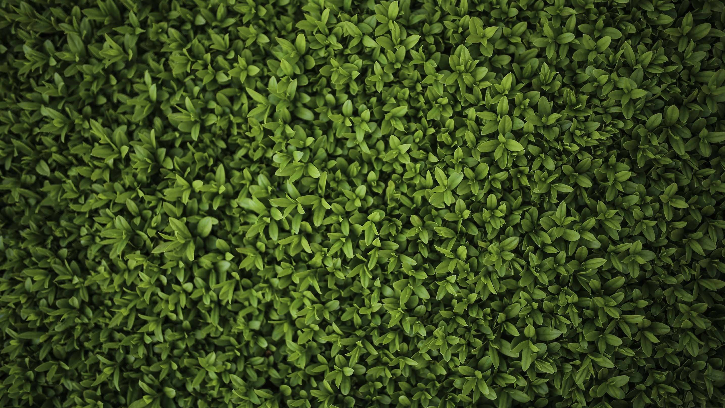 3D Lush Green Plants 042 Kitchen Mat Floor Mural Wallpaper AJ Wallpaper 