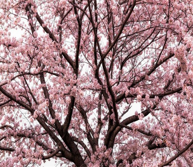3D Cherry Trees Flower 018 Wallpaper AJ Wallpaper 