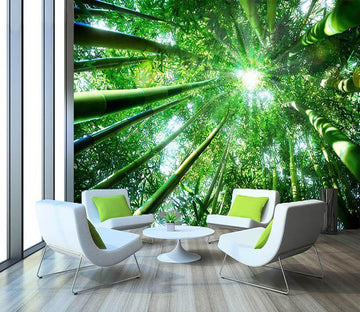 3D Sunshine Bamboo Forest 681 Wallpaper AJ Wallpaper 