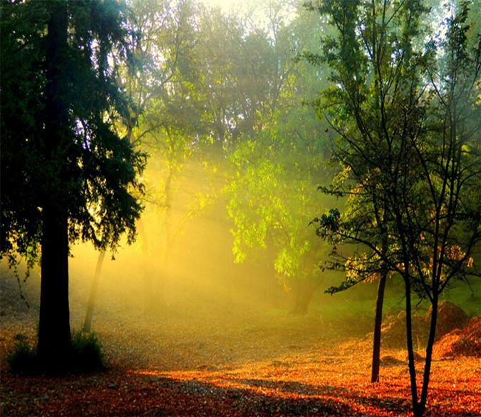 3D Sunshine Forest Tree 232 Wallpaper AJ Wallpaper 