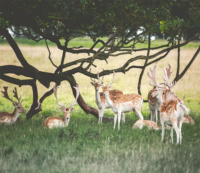 3D Deer And Trees 072 Wallpaper AJ Wallpaper 