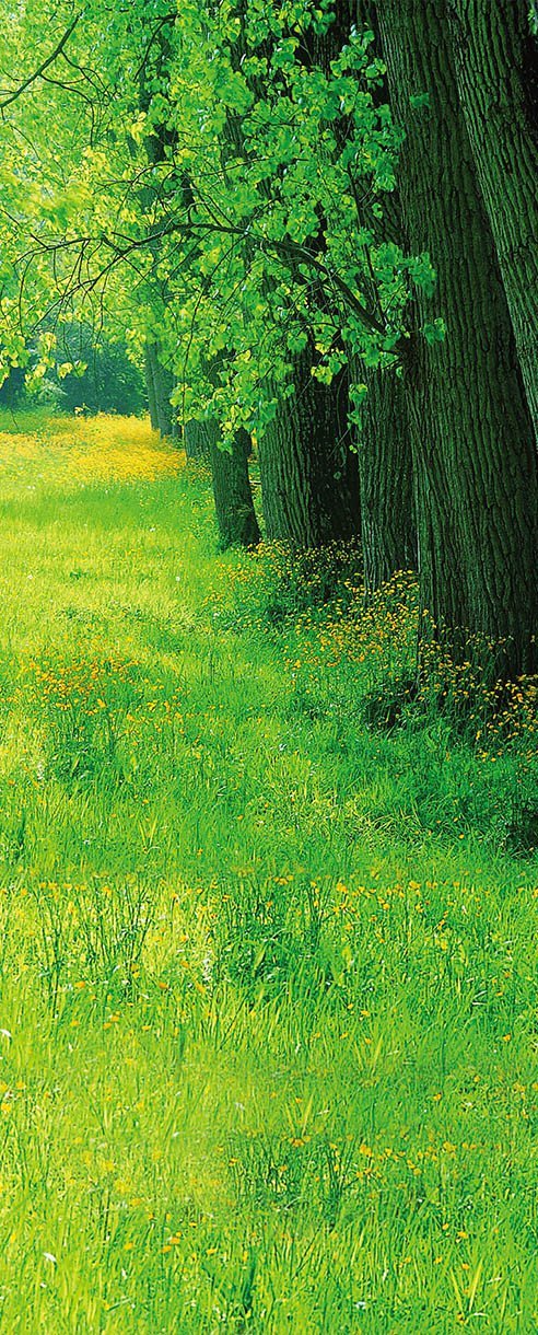 3D rows of green trees and green grass tree meadow green door mural Wallpaper AJ Wallpaper 