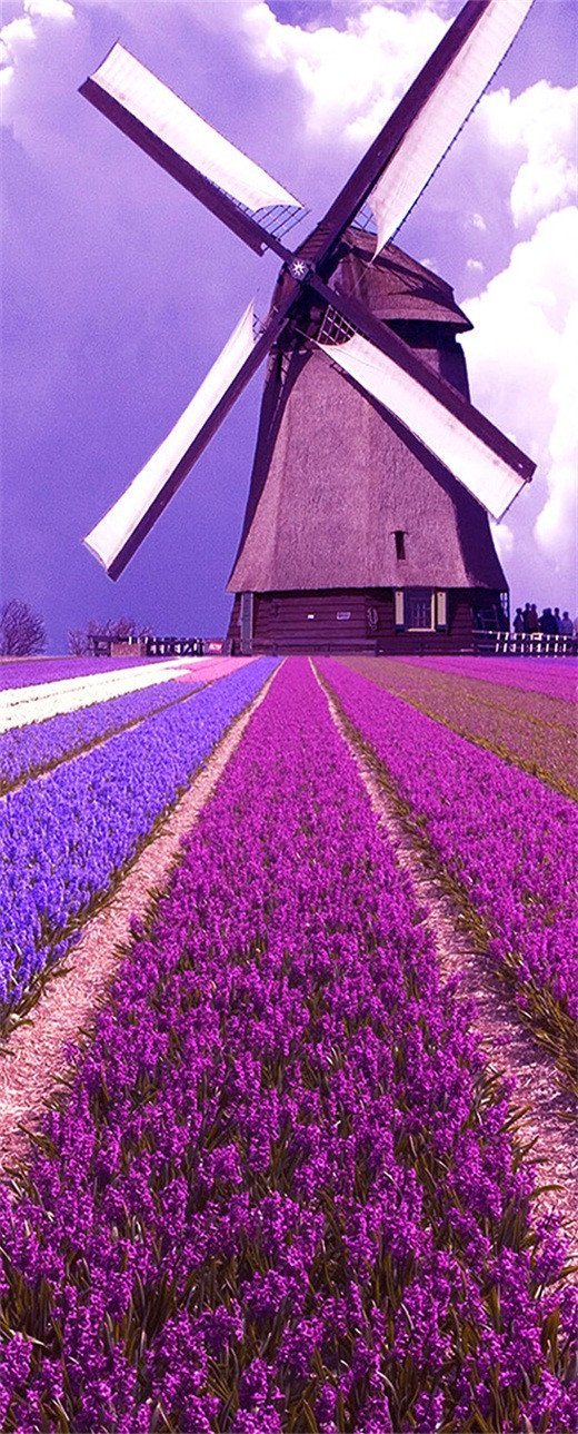 3D lavender field windmill door mural Wallpaper AJ Wallpaper 