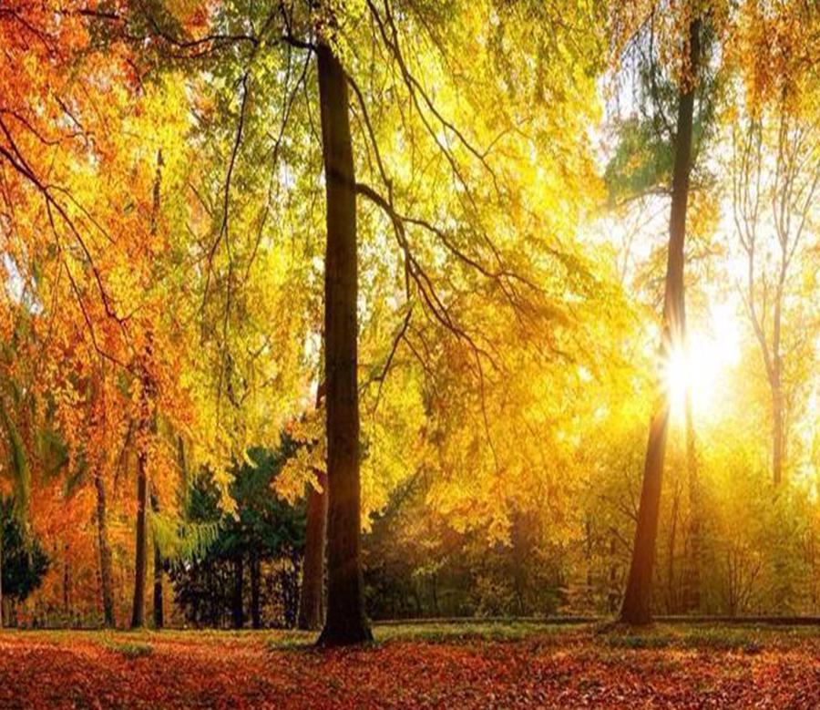 3D Autumn Forest Panorama Wall Mural Wallpaper AJ Wallpaper 