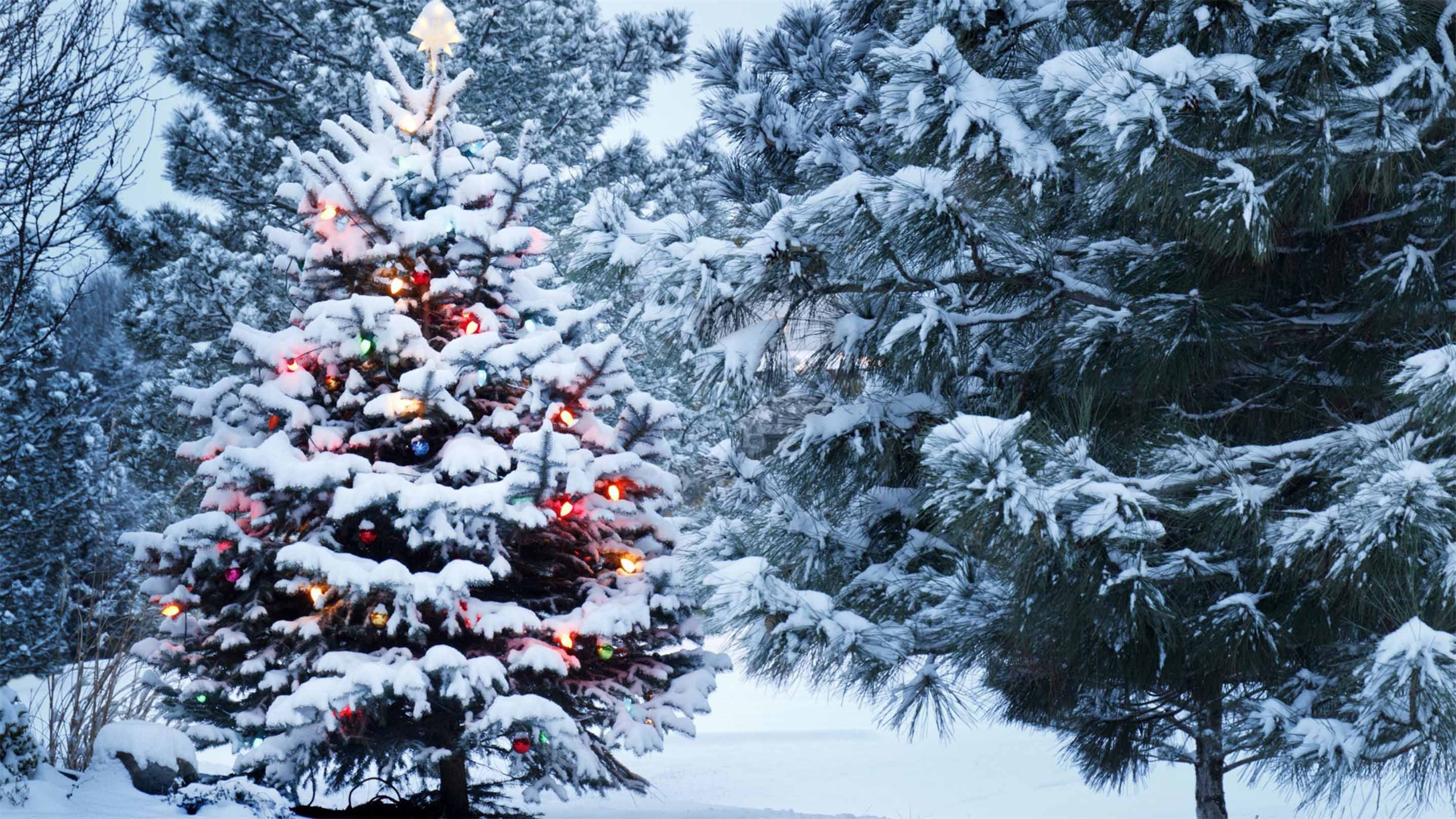 3D Snow Forest Christmas Tree 630 Kitchen Mat Floor Mural Wallpaper AJ Wallpaper 