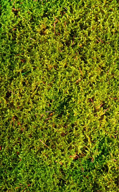3D Green Plants Floor Mural Wallpaper AJ Wallpaper 2 