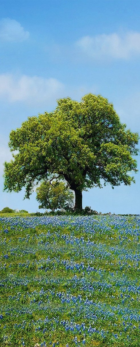 3D grassland flowers and trees door mural Wallpaper AJ Wallpaper 