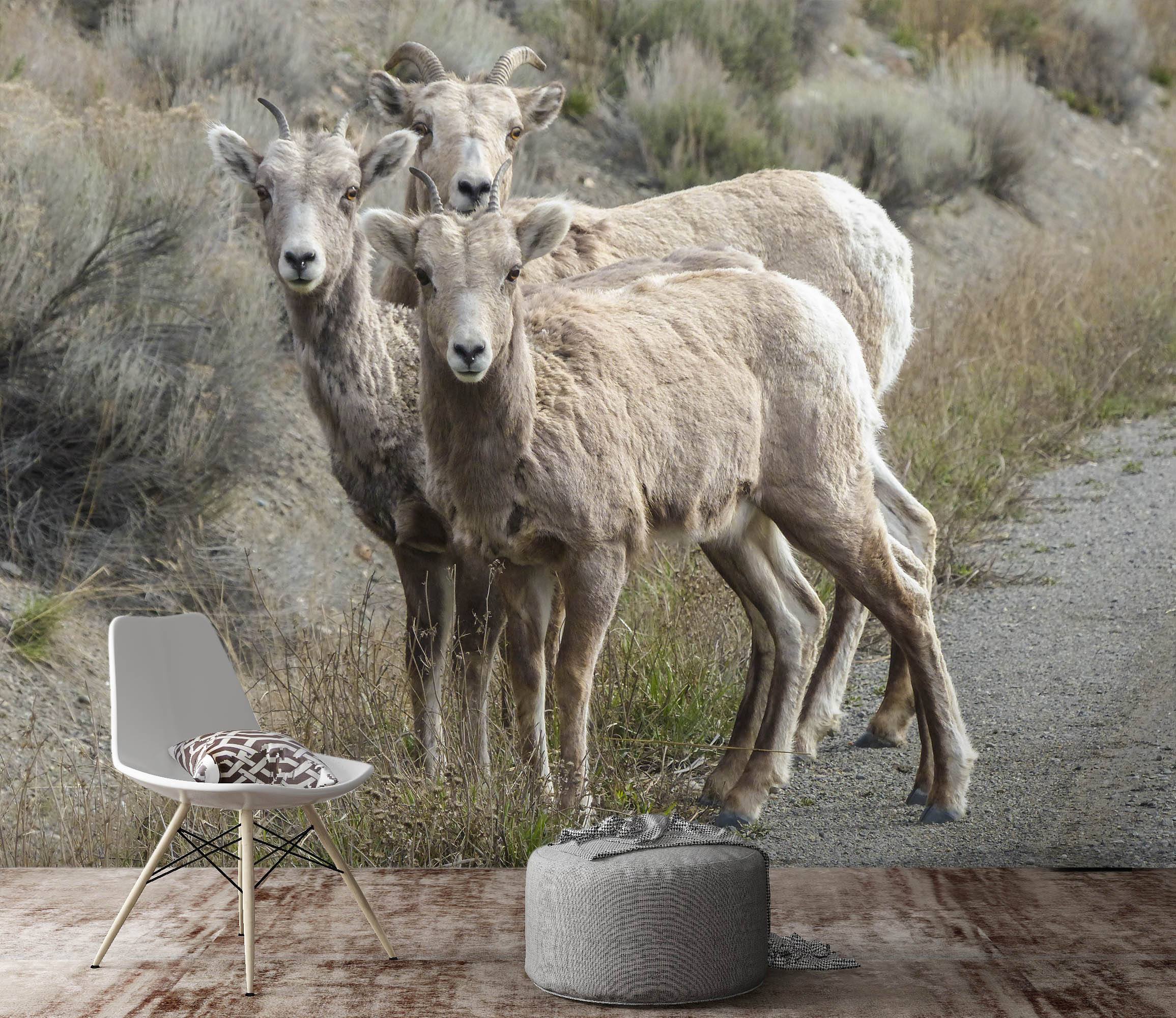 3D Prairie Antelope 125 Wallpaper AJ Wallpaper 