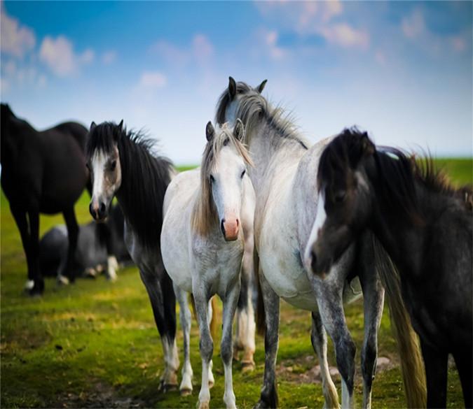 3D Prairie Horses 272 Wallpaper AJ Wallpaper 