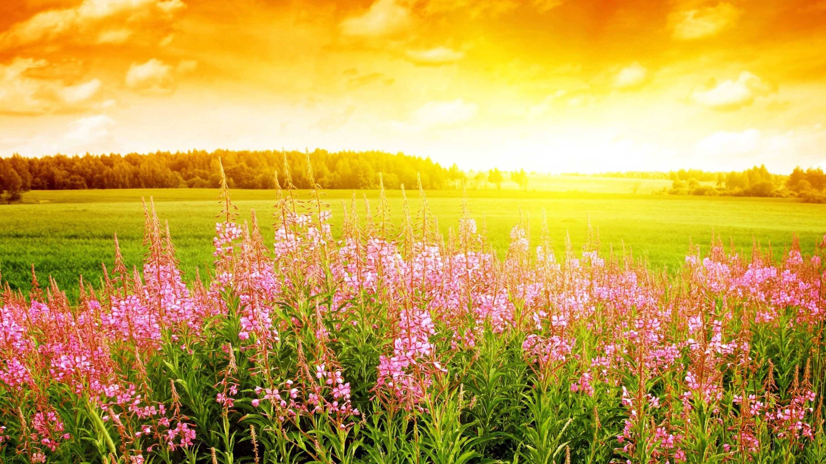3D Grassland Flowers 512 Kitchen Mat Floor Mural Wallpaper AJ Wallpaper 