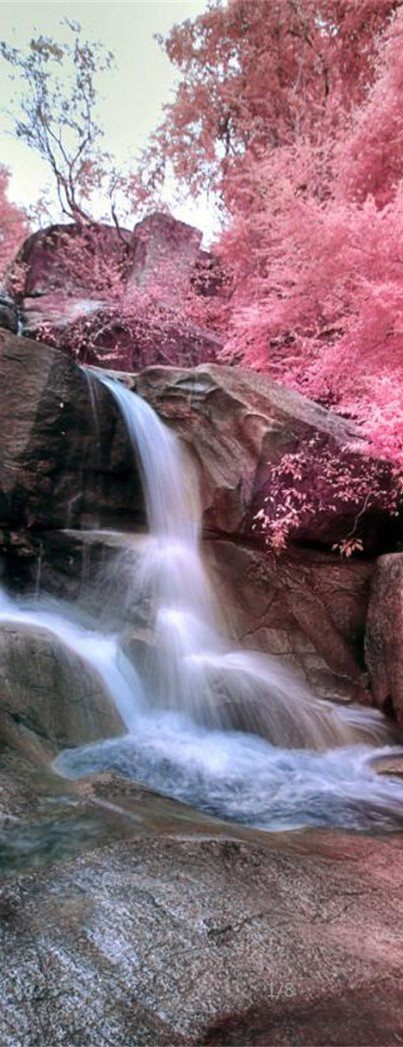 3D blooming tree flood door mural Wallpaper AJ Wallpaper 