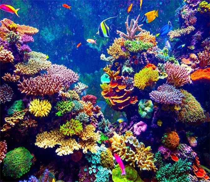 3D Seabed Fish Swimming 639 Wallpaper AJ Wallpaper 