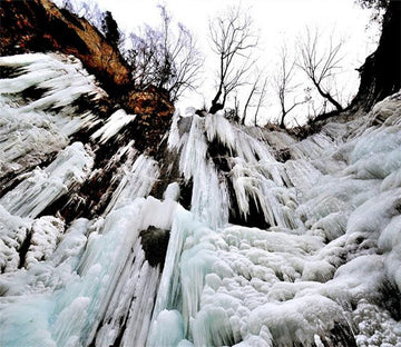 3D Snow Tree Plants 645 Wallpaper AJ Wallpaper 