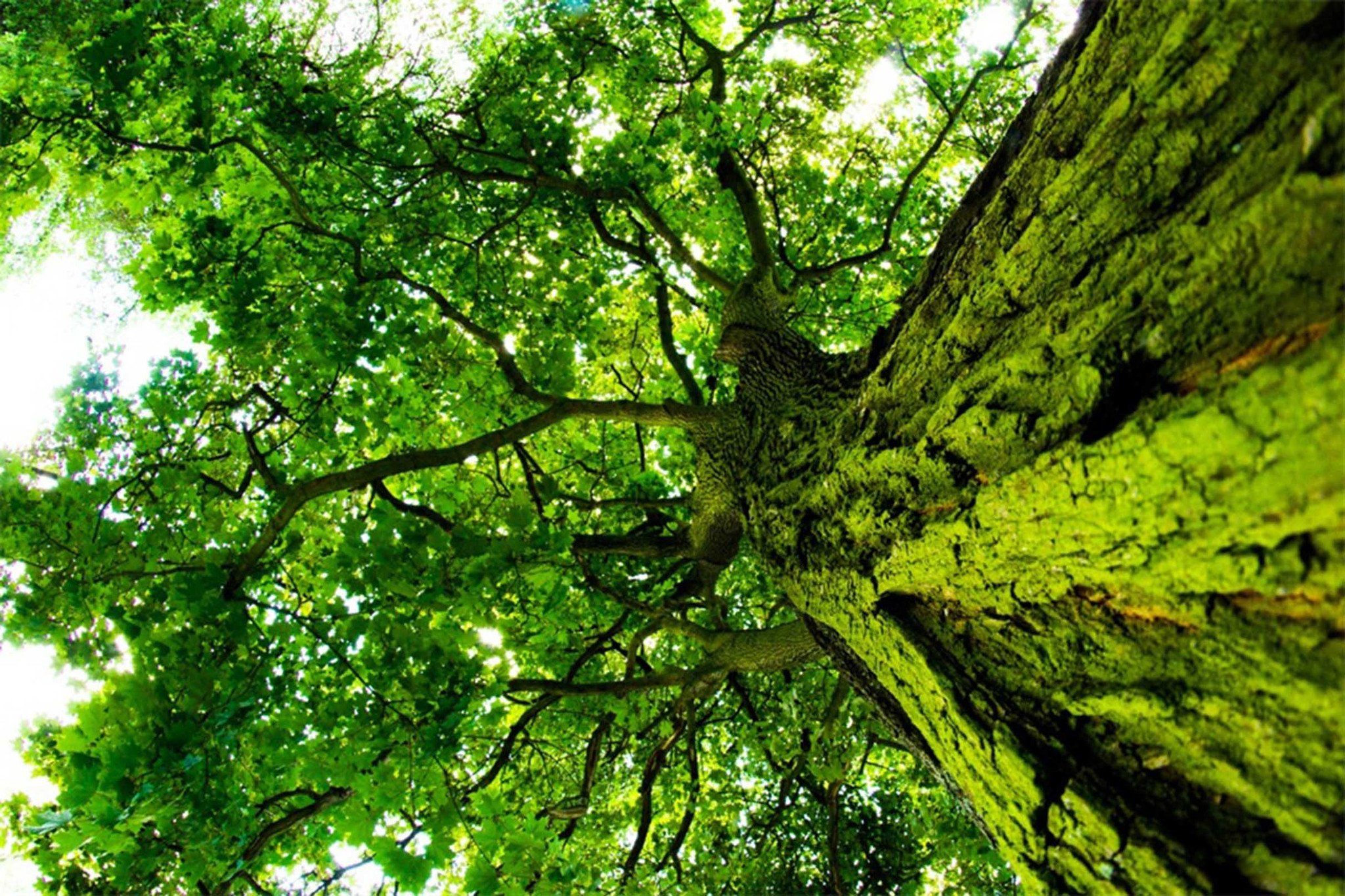 Tall Green Tree Wallpaper AJ Wallpaper 