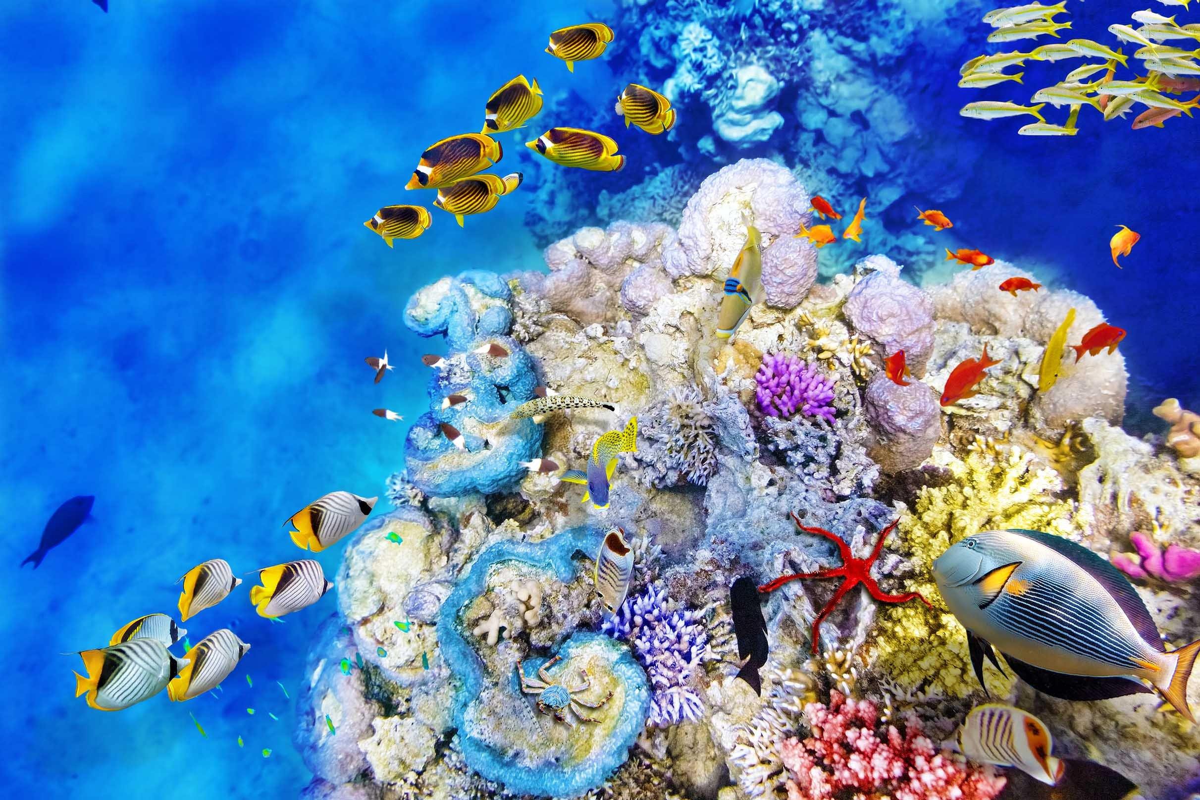 3D Ocean World 606 Kitchen Mat Floor Mural Wallpaper AJ Wallpaper 