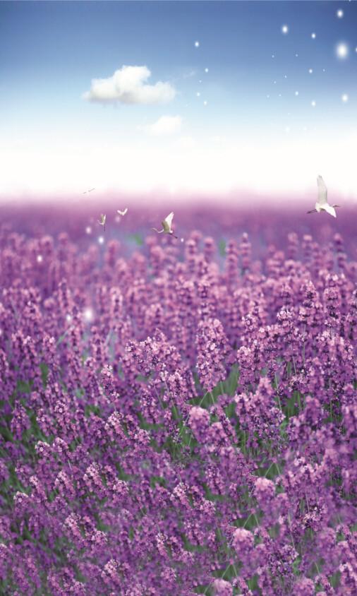 Purple Flowers Field 3 Wallpaper AJ Wallpaper 