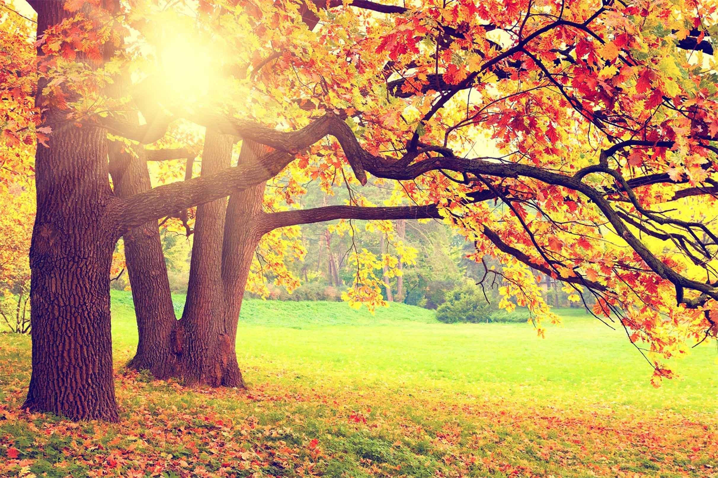 3D Colorful Trees 603 Kitchen Mat Floor Mural Wallpaper AJ Wallpaper 