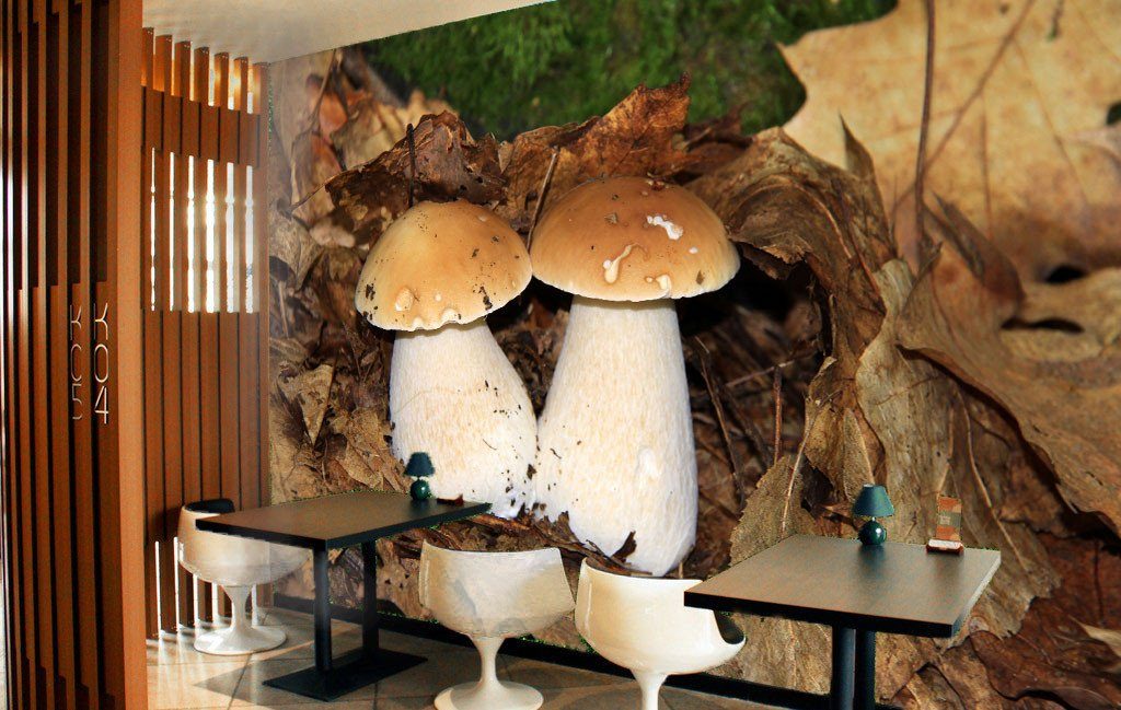 Mushrooms Wallpaper AJ Wallpaper 