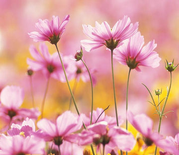 3D Beautiful Purple Wild Flower 656 Wallpaper AJ Wallpaper 