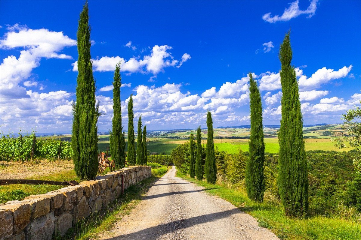 3D Roadside Cypress Trees 193 Garage Door Mural Wallpaper AJ Wallpaper 