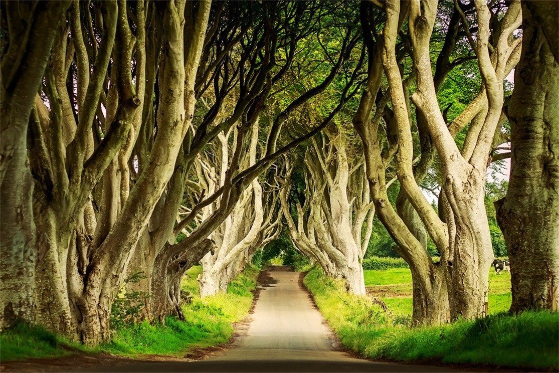 3D Roadside Dancing Trees 180 Garage Door Mural Wallpaper AJ Wallpaper 