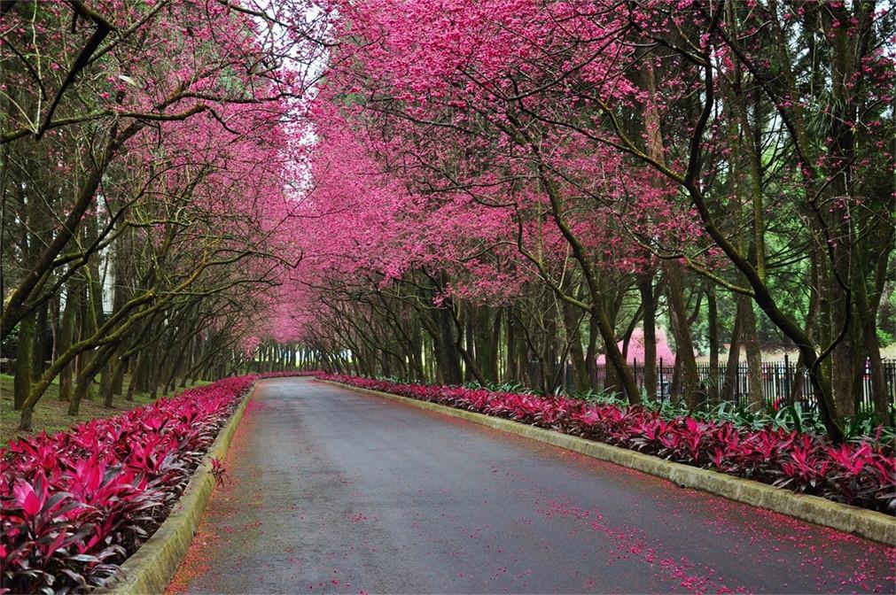3D Roadside Flowers Trees 178 Garage Door Mural Wallpaper AJ Wallpaper 